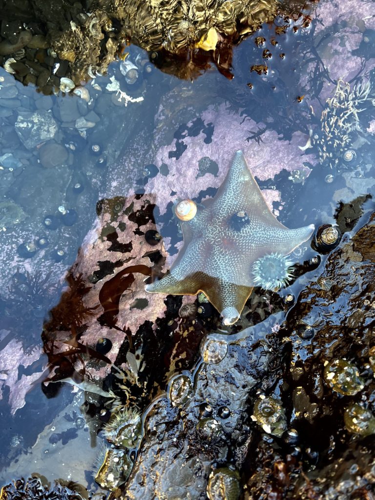 Starfish, sea anemones, and crabs in the water at Fitzgerald Marine Reserve in Moss Beach, California