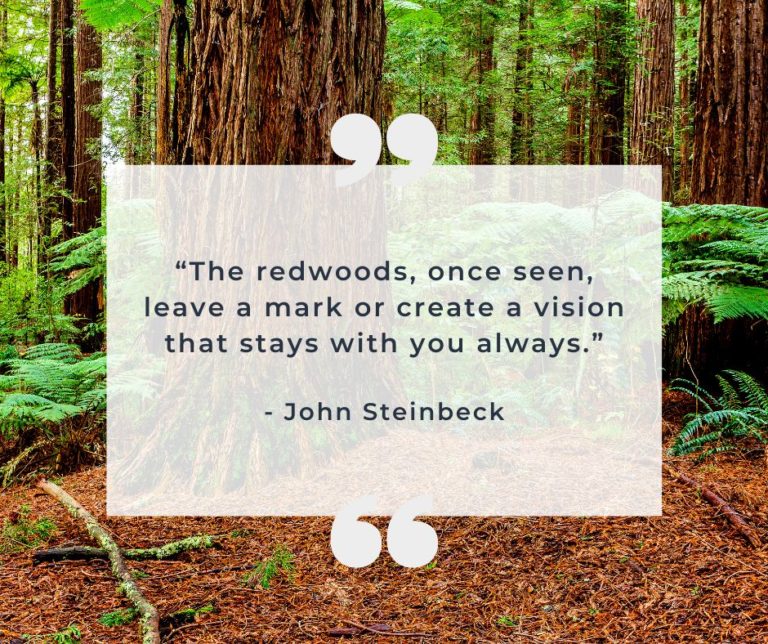 “The redwoods, once seen, leave a mark or create a vision that stays with you always.” Quote from John Steinbeck