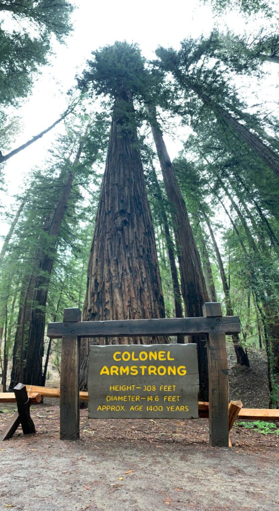Colonel Armstrong, the tallest trees in Armstrong Redwood State Natural Reserve