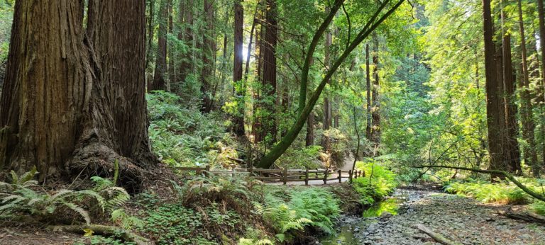 moss, ferns, a redwood trees at Muir Woods National Monument