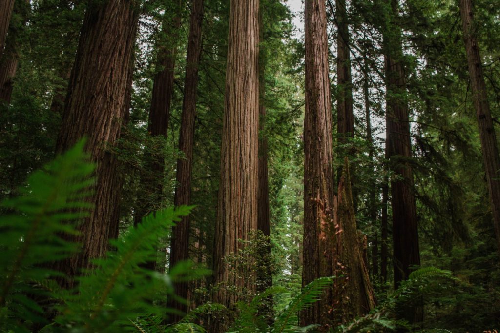 dense redwood forest with tall trees and ferns at Jedediah Smith Redwoods State Park