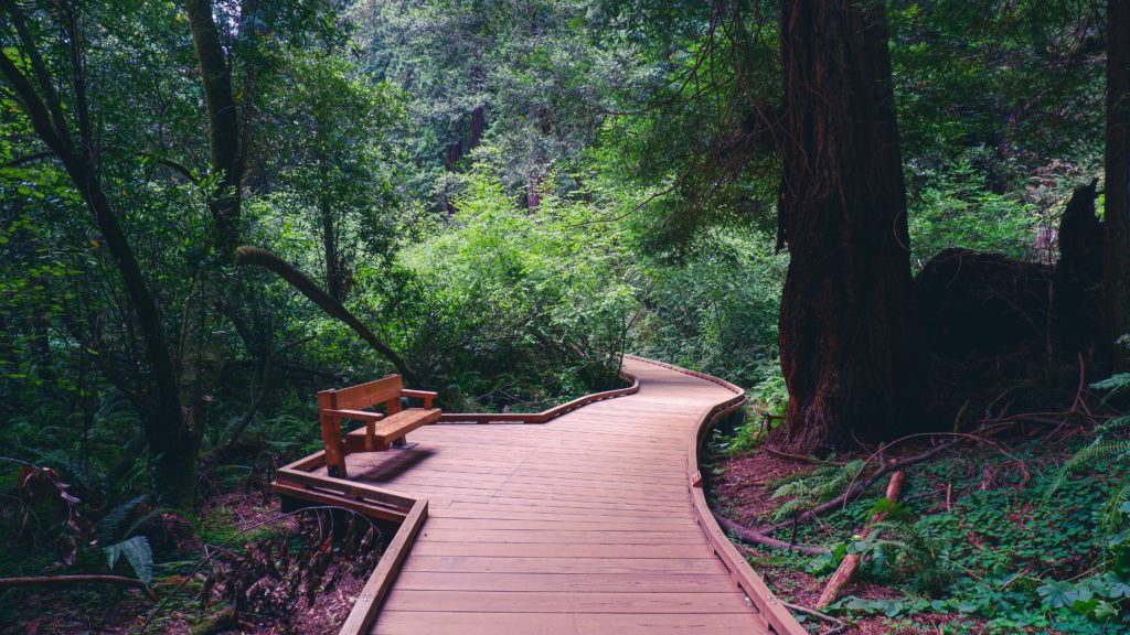 boardwalk and bench in the middle of the redwood grove of Muir Woods National Monument.