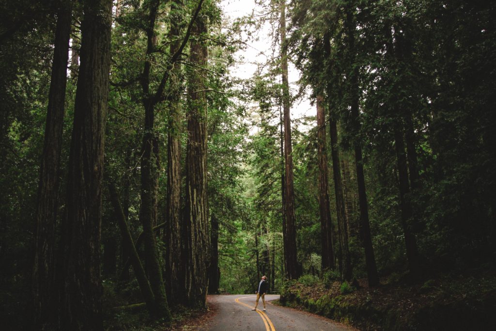 man standing in the middle of a road between redwood trees in Big Basin Redwood State Park