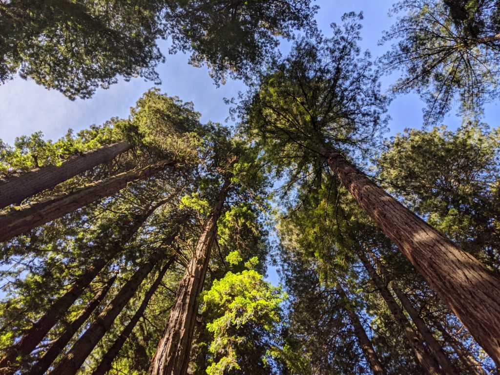looking up to the top of the redwoods trees in muir woods in Mill Valley, California
