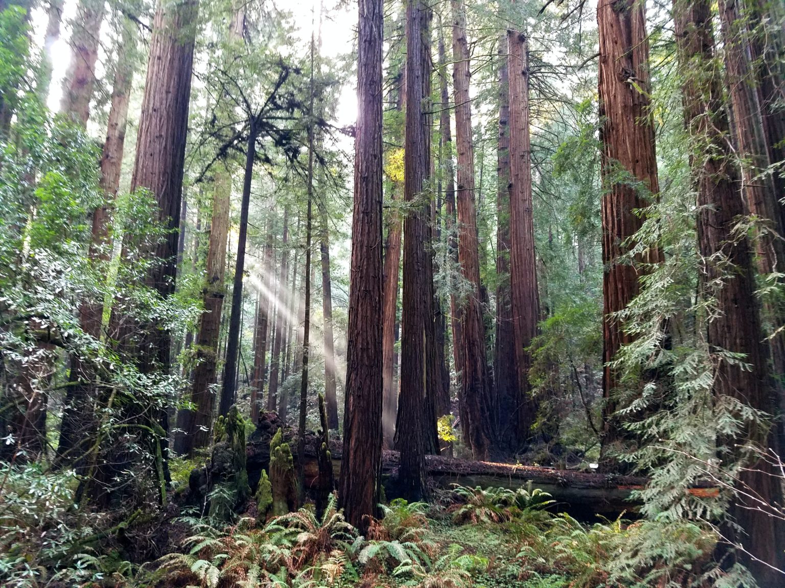 The 6 Best Places To See Redwoods In California