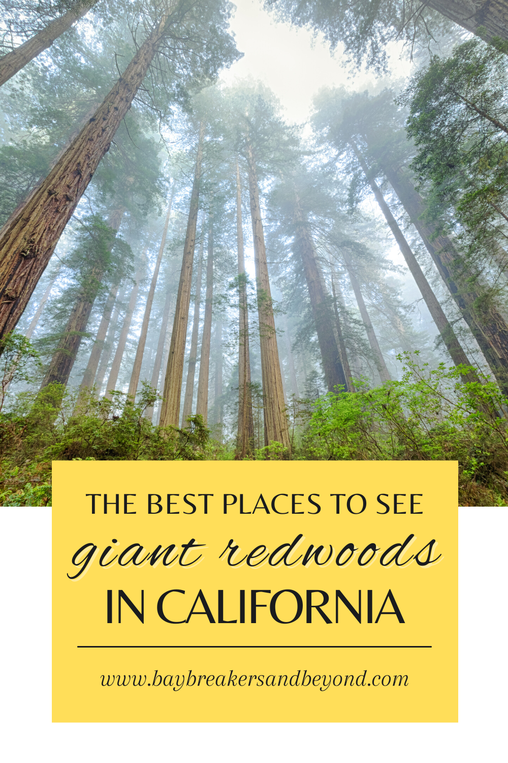 The best places to see giant redwoods in california