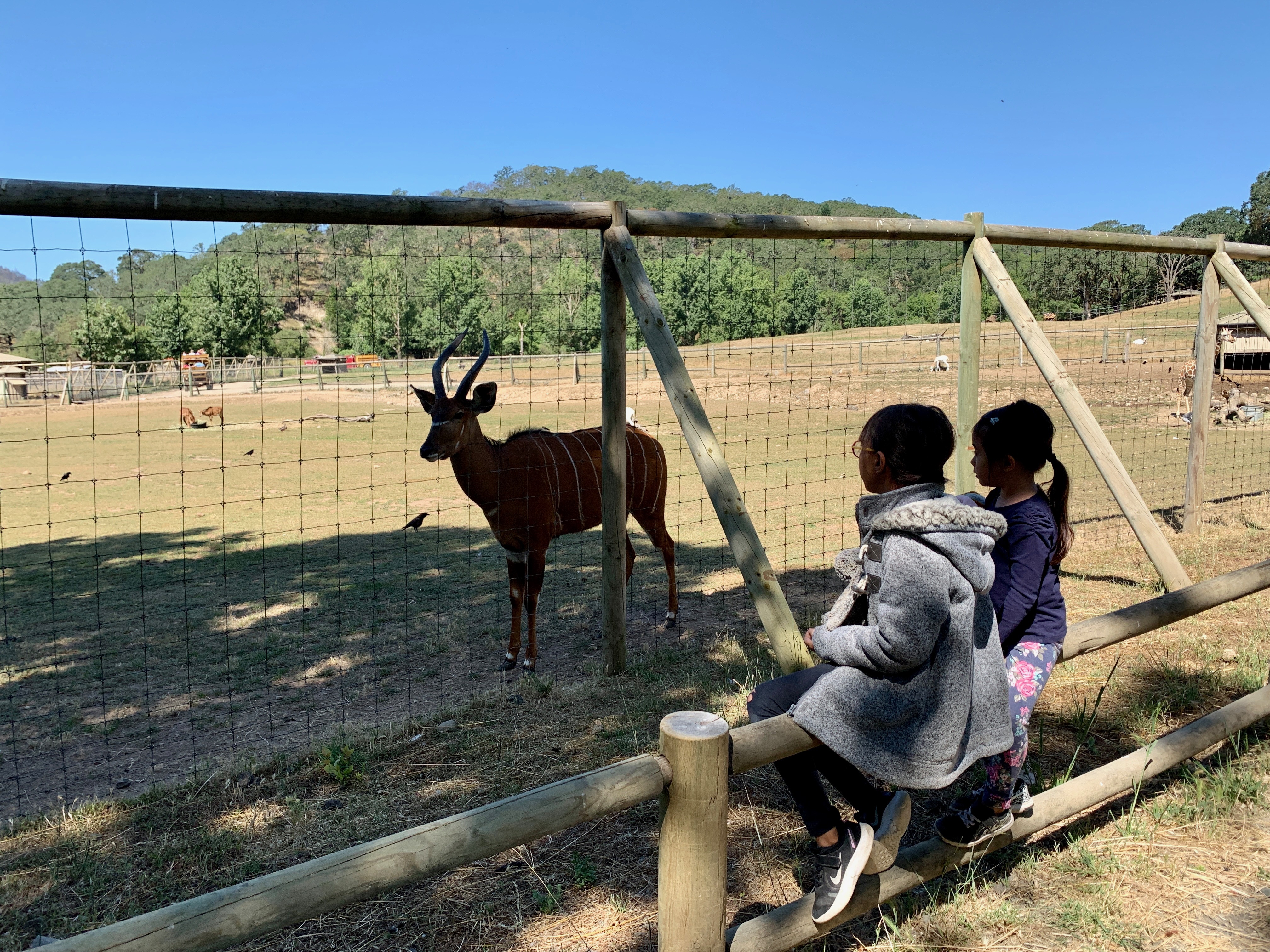 two girls looking at animal enclosures at Safari West