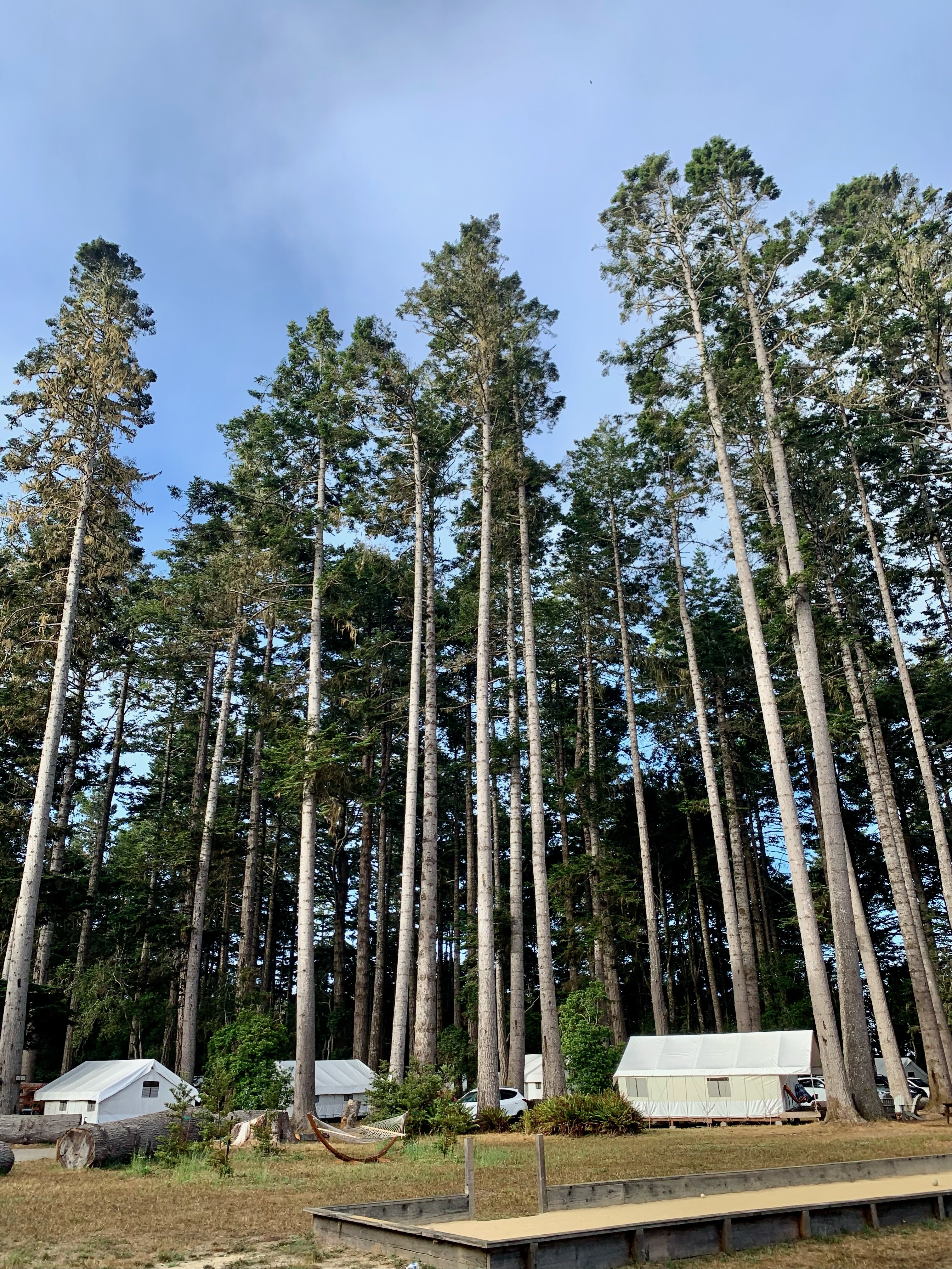 tents and tall trees at Mendocino Grove, California