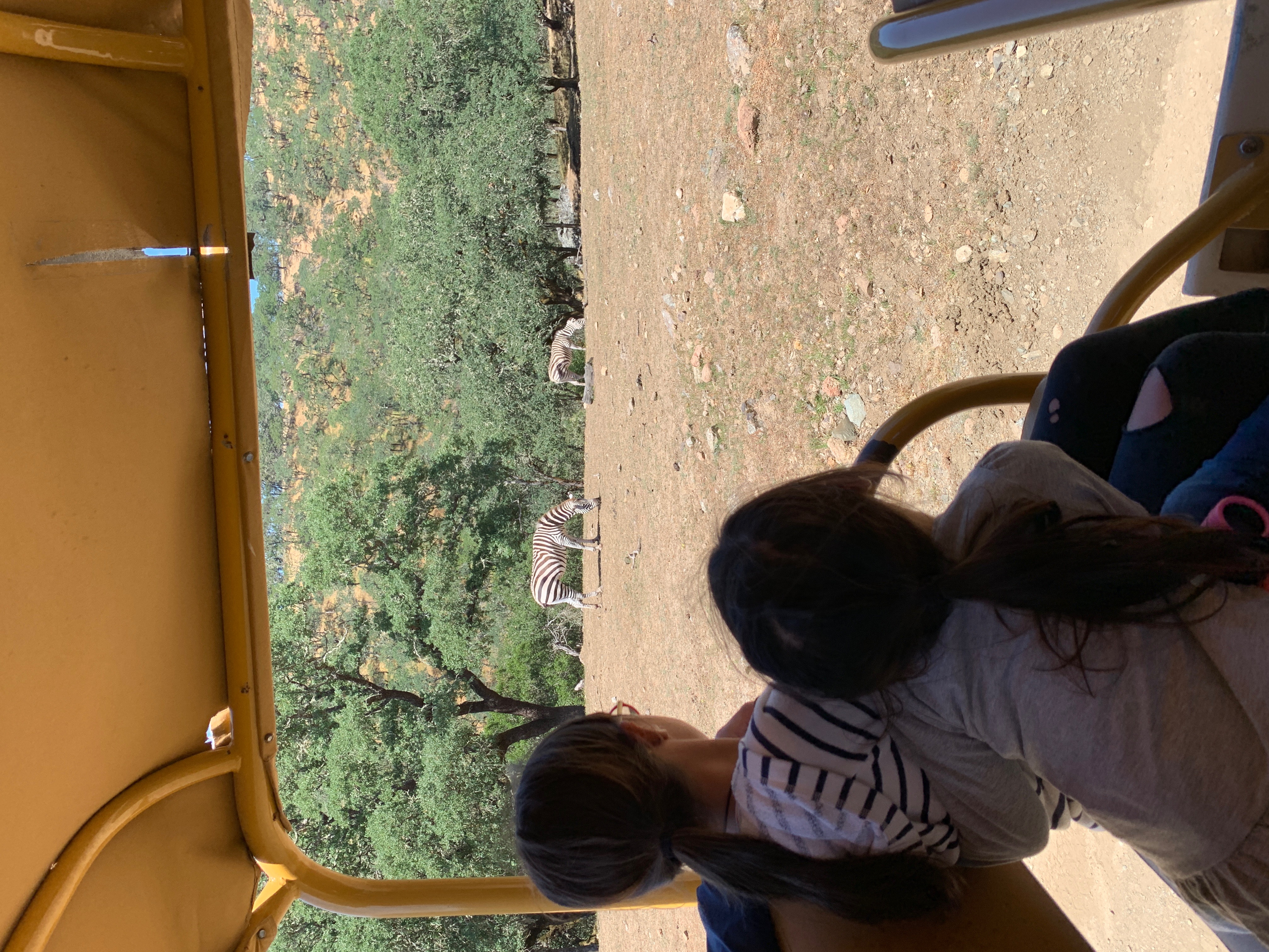 two girls sitting in a safari jeep looking at zebra at Safari West, Santa Rosa California