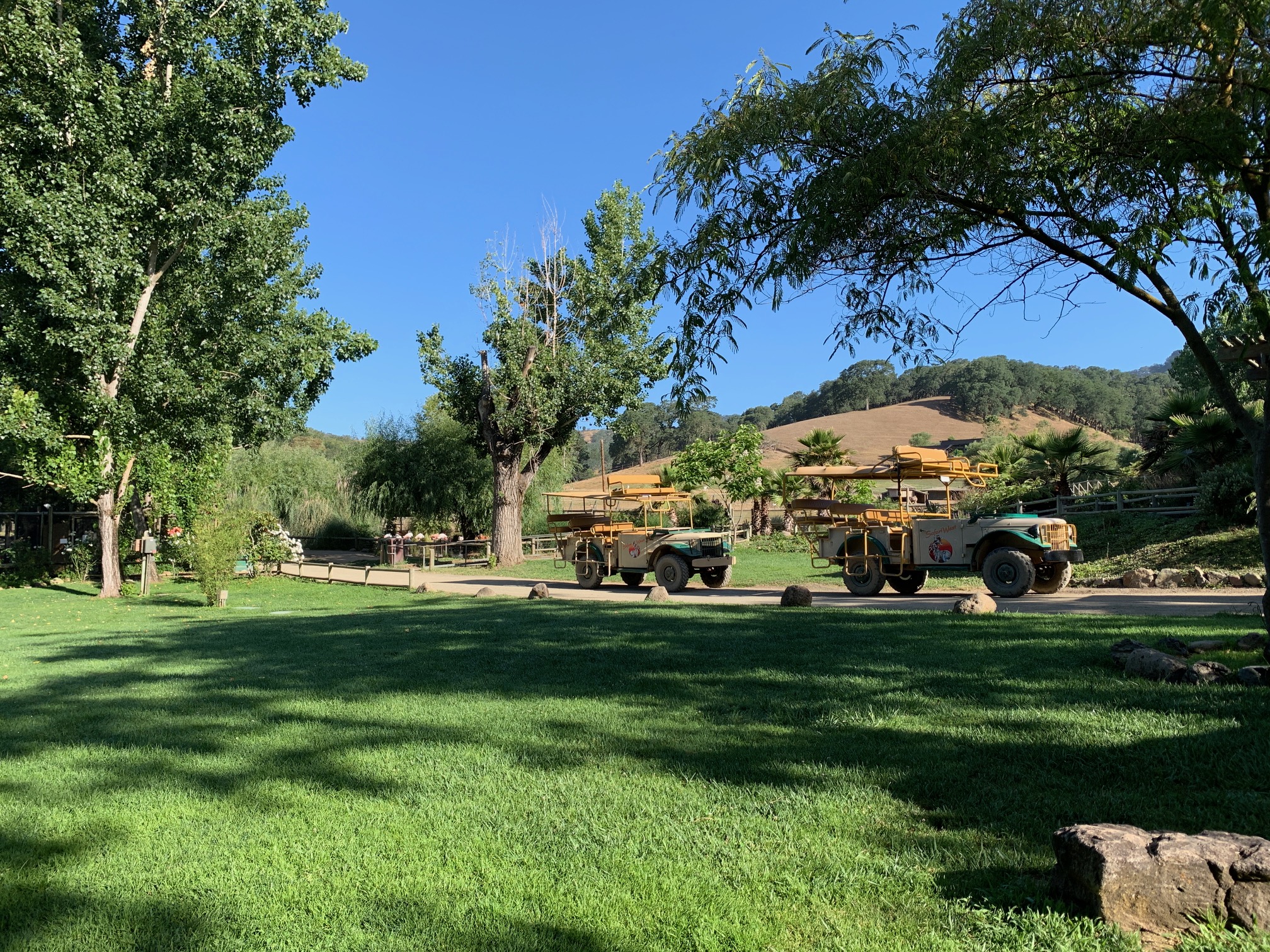 safari jeeps lined up in a grassy area in Safari West in Santa Rosa, California