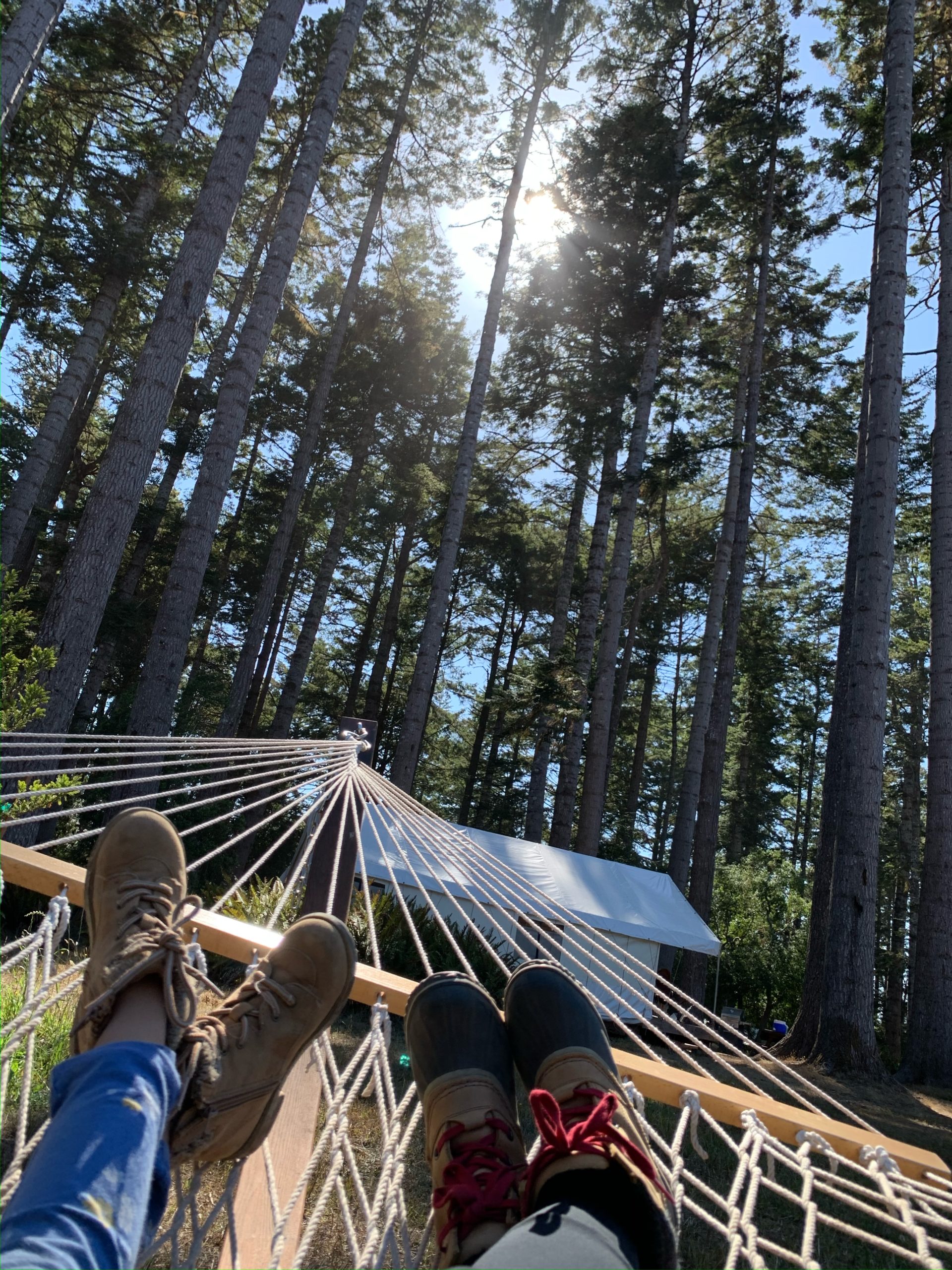 laying in a hammock, looking up at the trees at Mendocino Grove