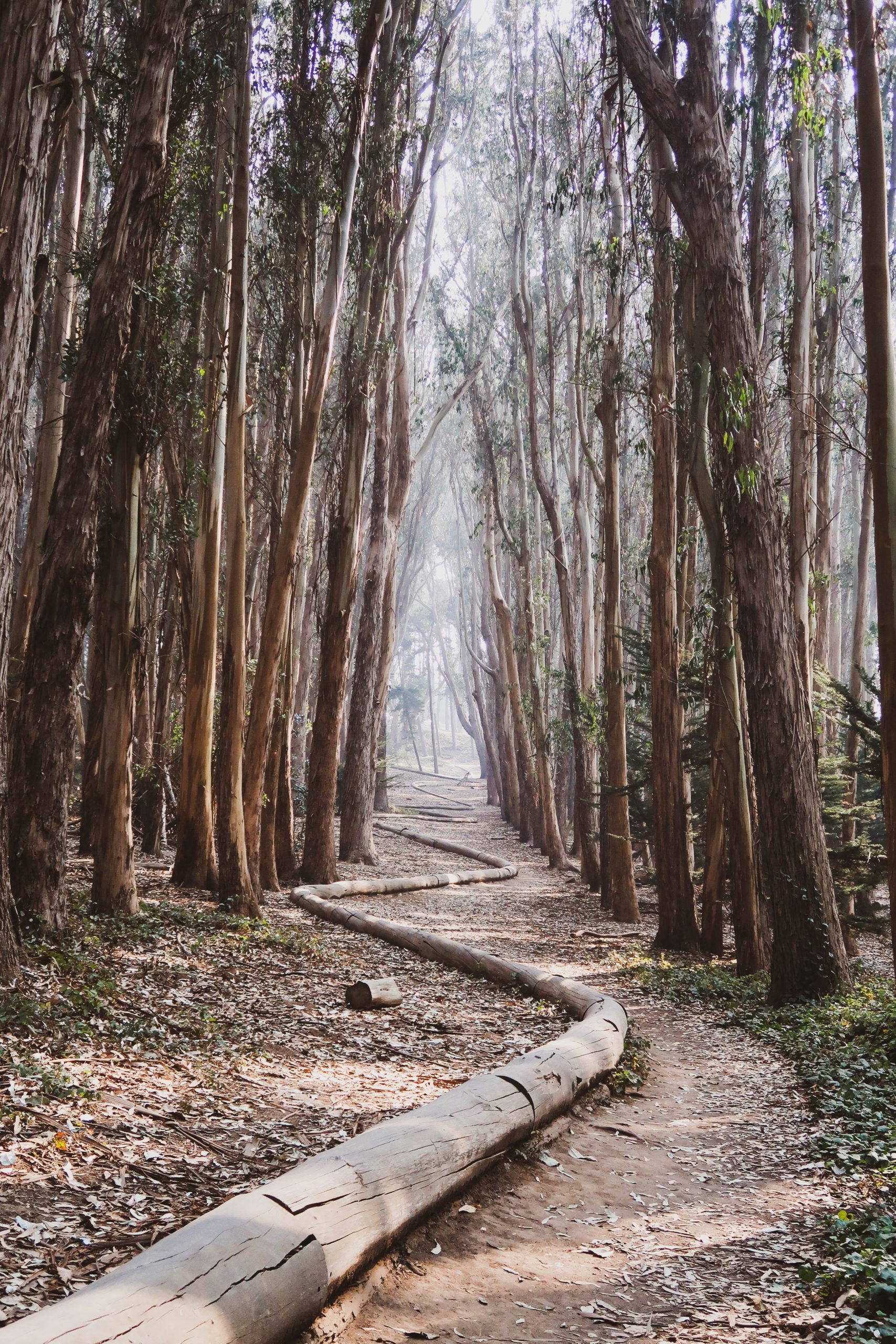 lovers lane san francisco presidio