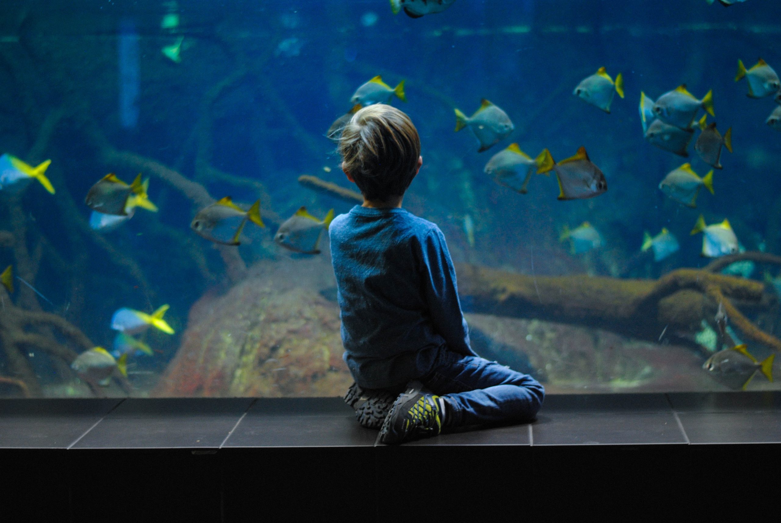 kid in front of an aquarium