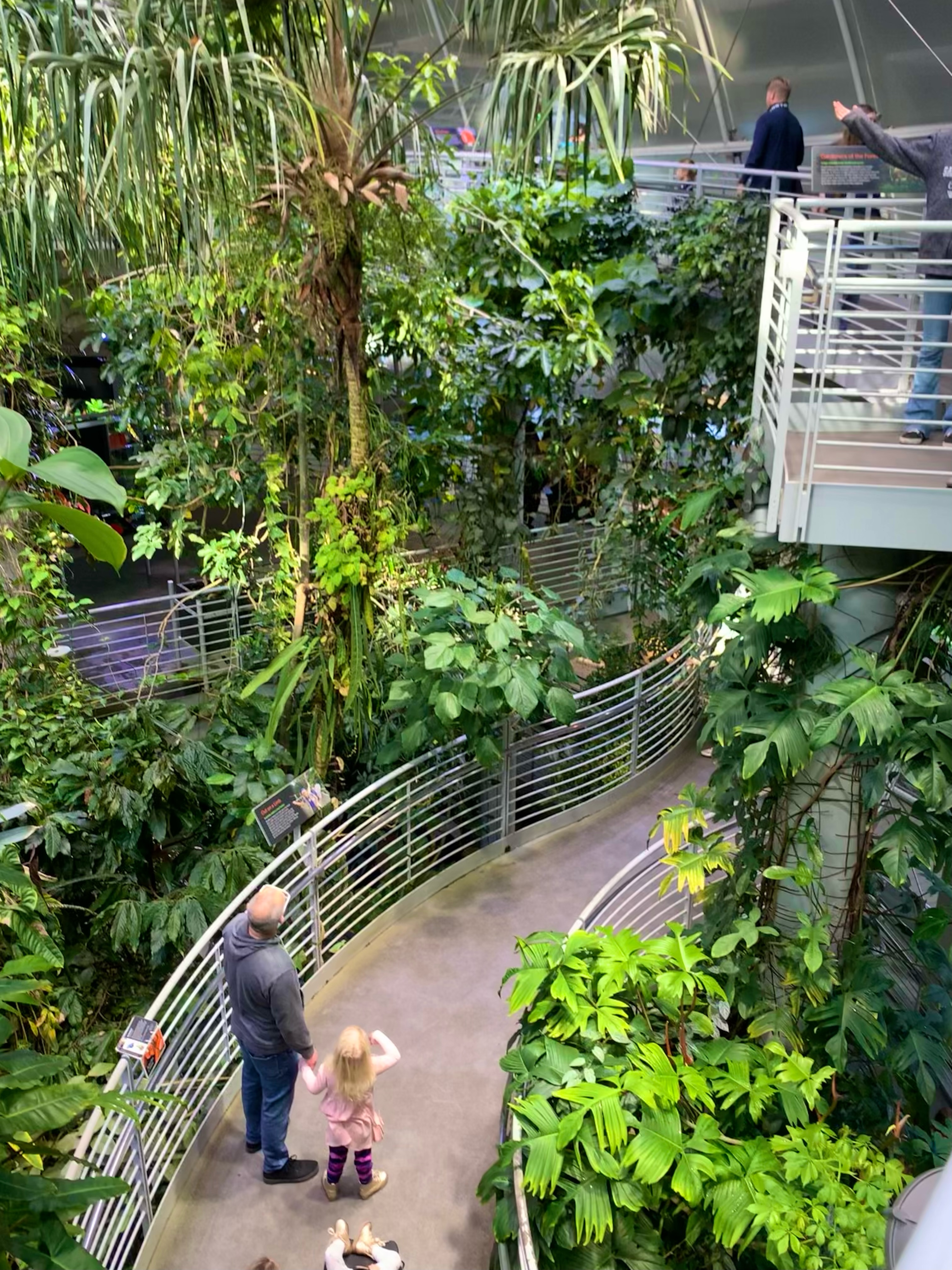the indoor rain forest at the california academy of sciences
