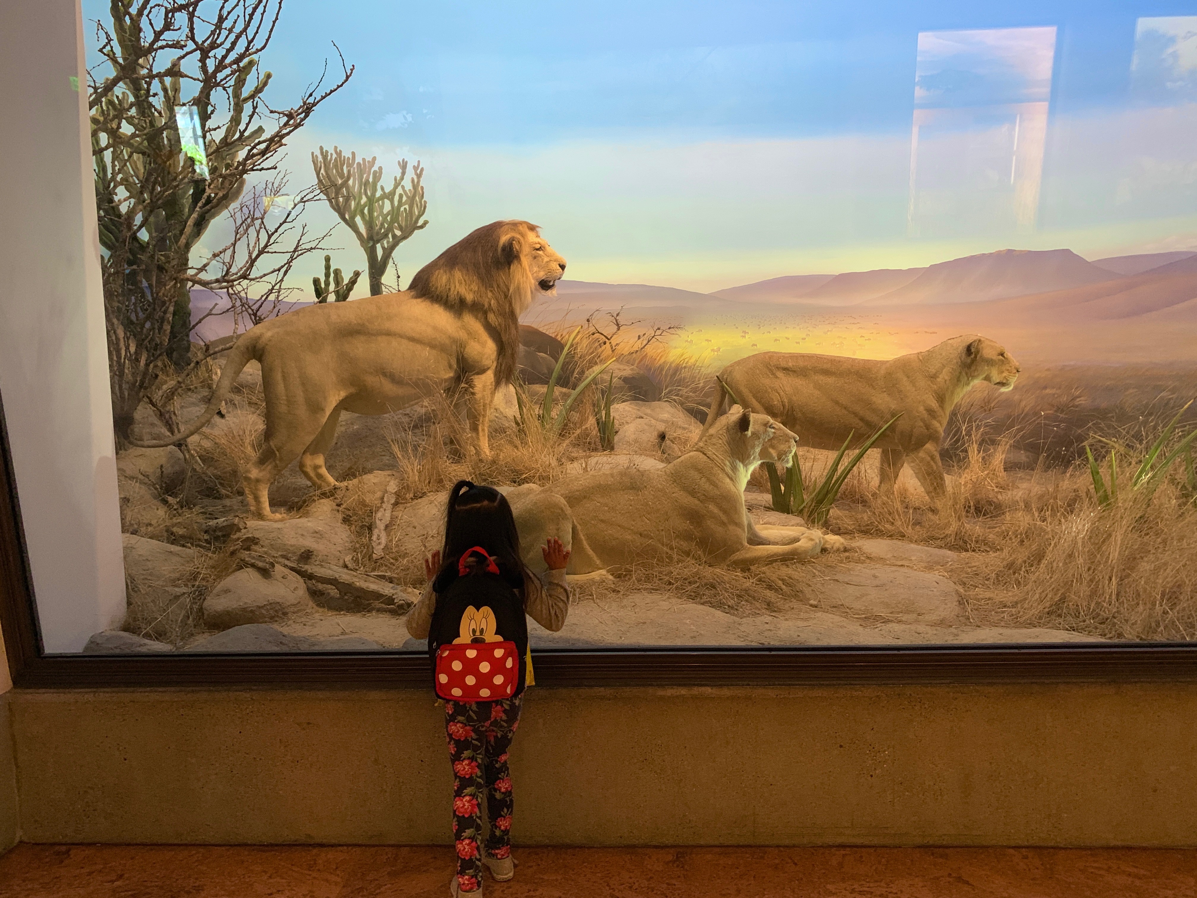 Lion exhibit at The African Hall in the California Academy of Sciences