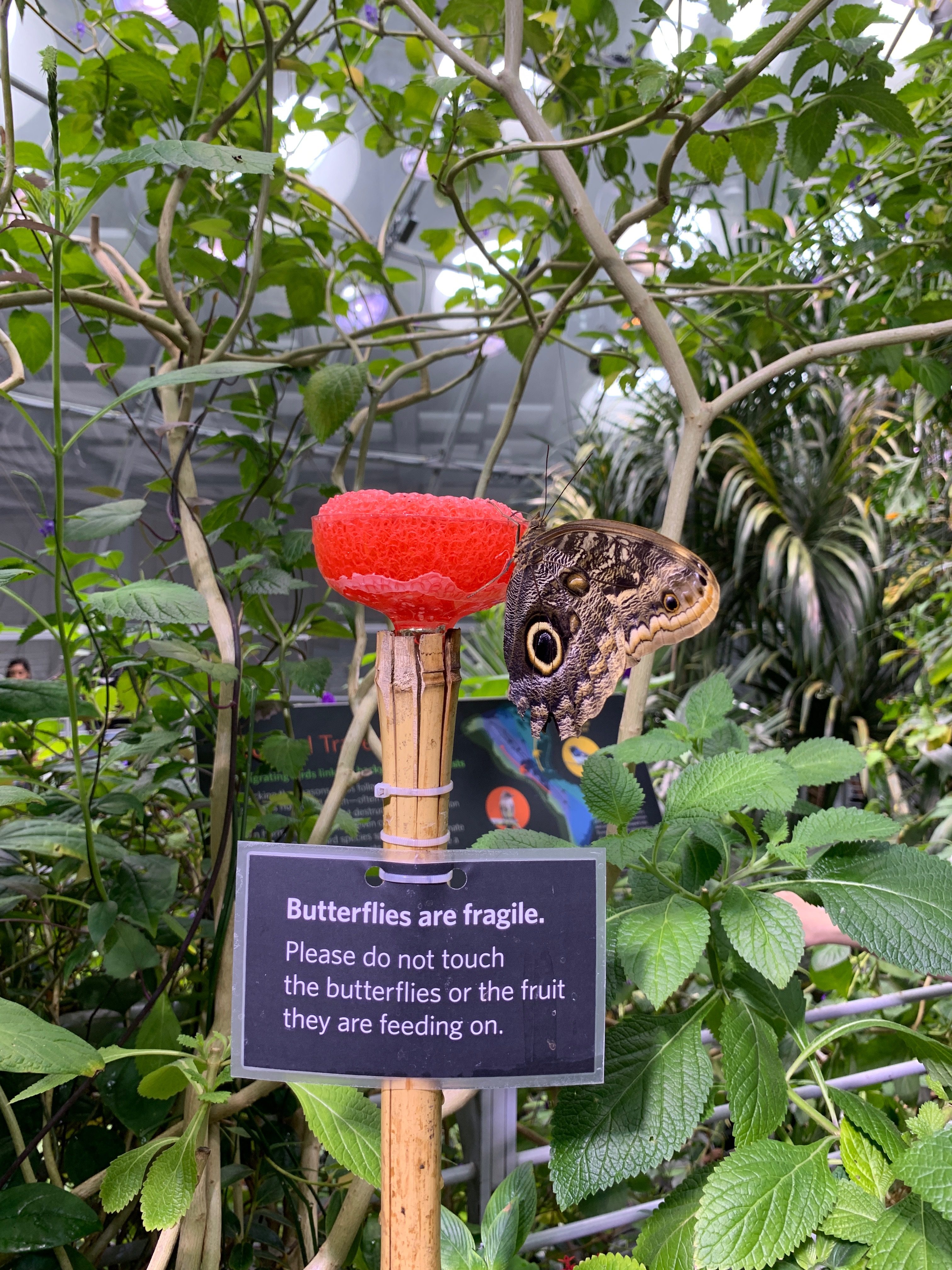 butterflies at the california academy of sciences