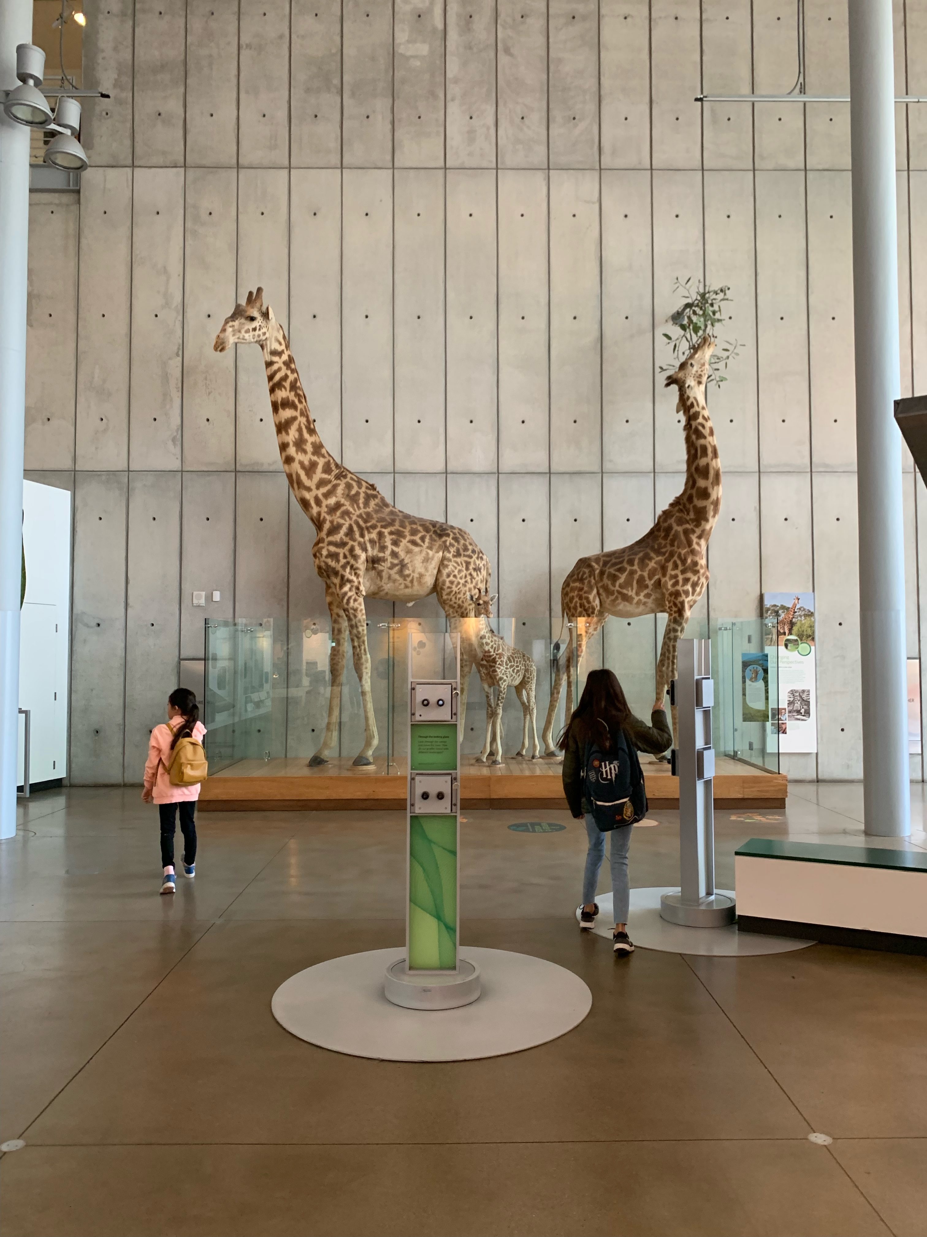 giraffes at the academy of sciences