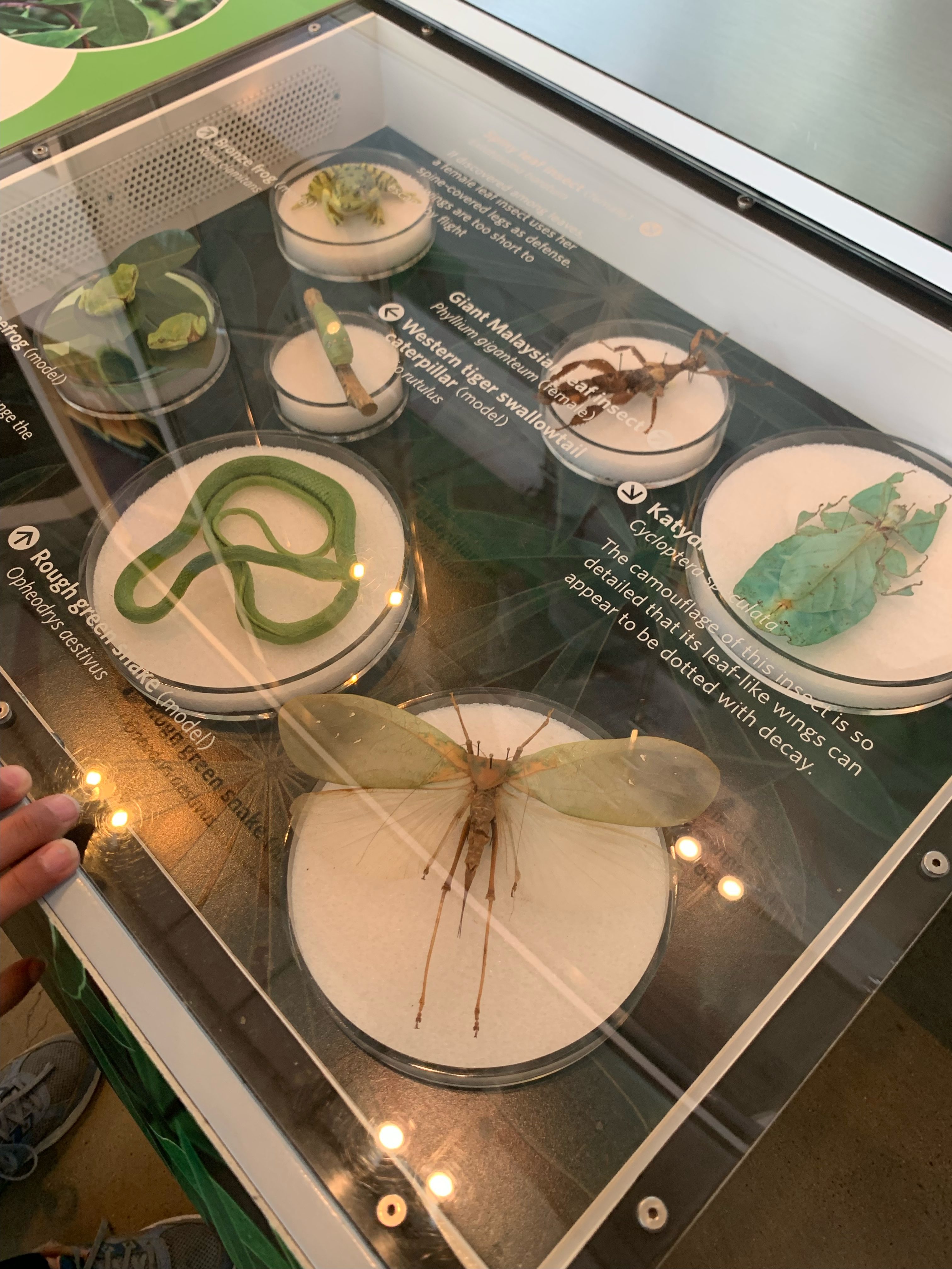 insect specimens at the california academy of sciences