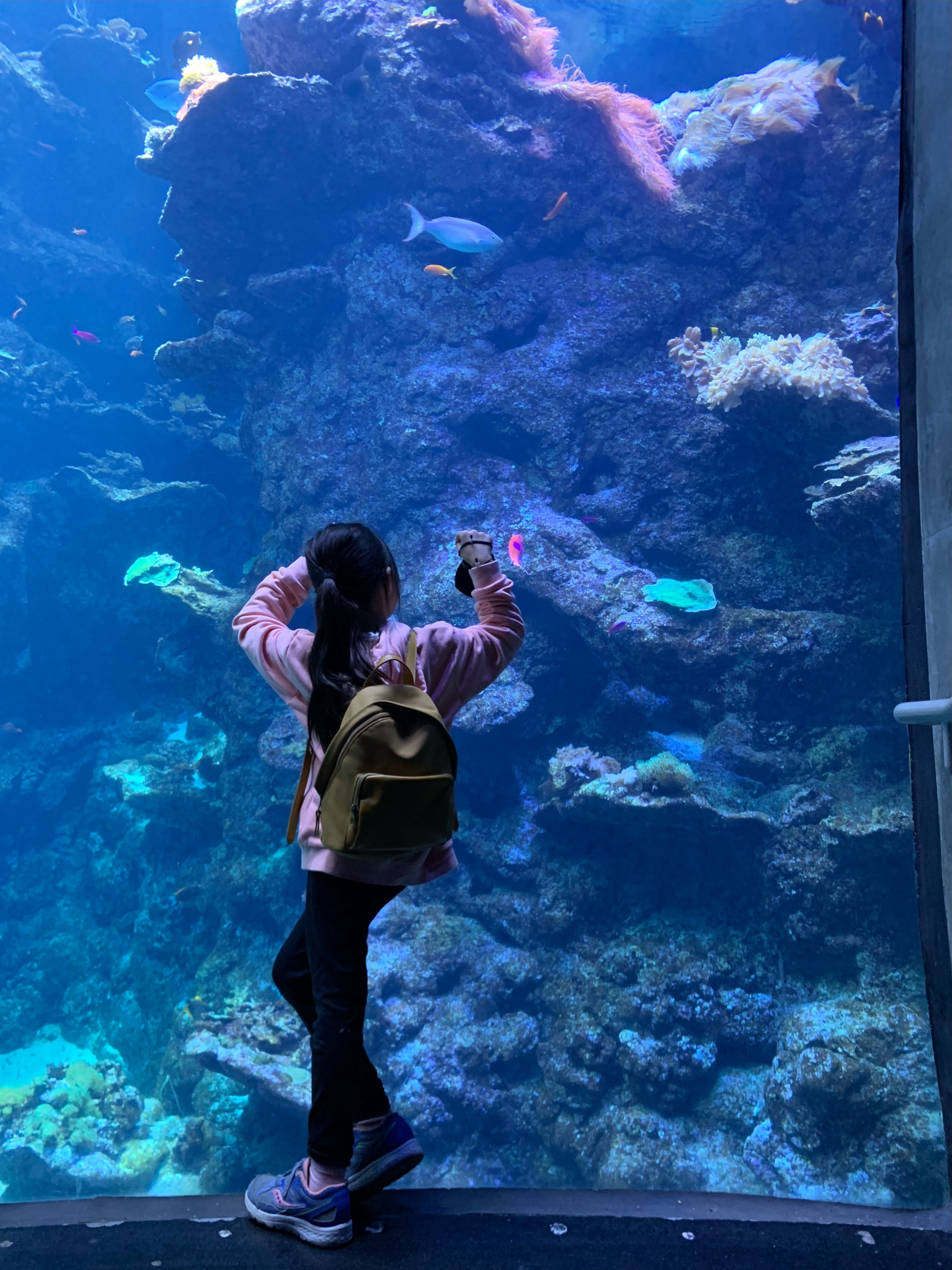 The philippine coral reef at the california academy of sciences