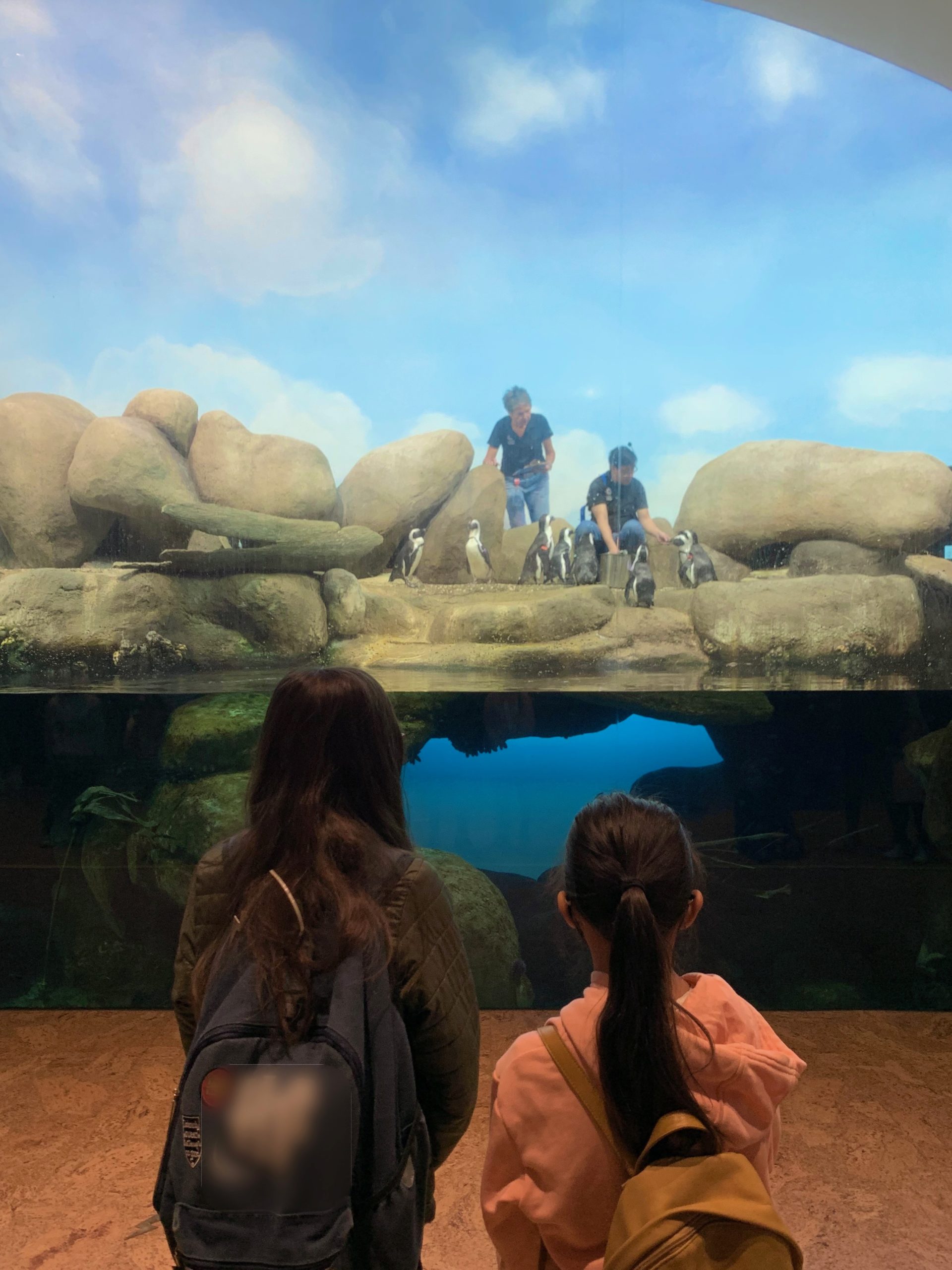 penguin feeding at the california academy of sciences