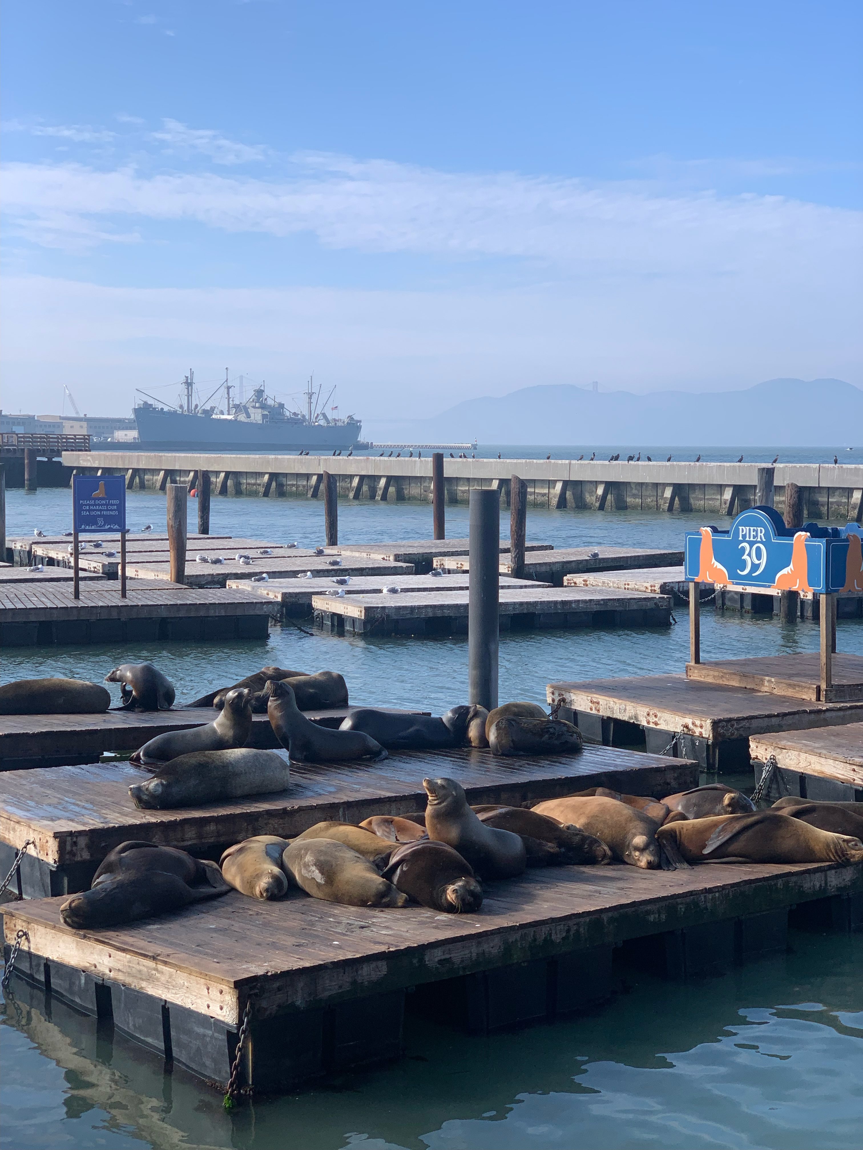 sea lions at pier 39