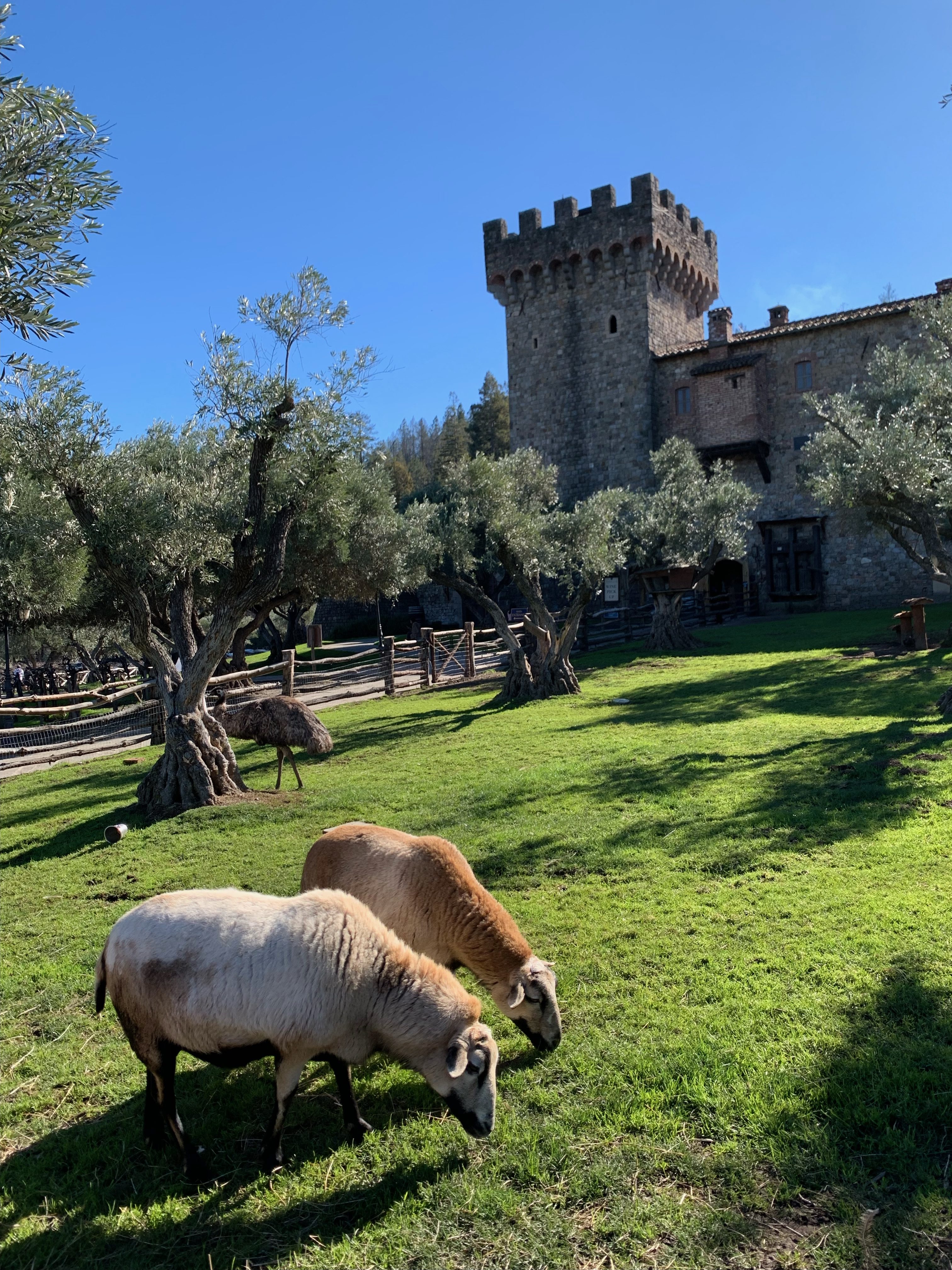 animals grazing outside Castello di Amorosa