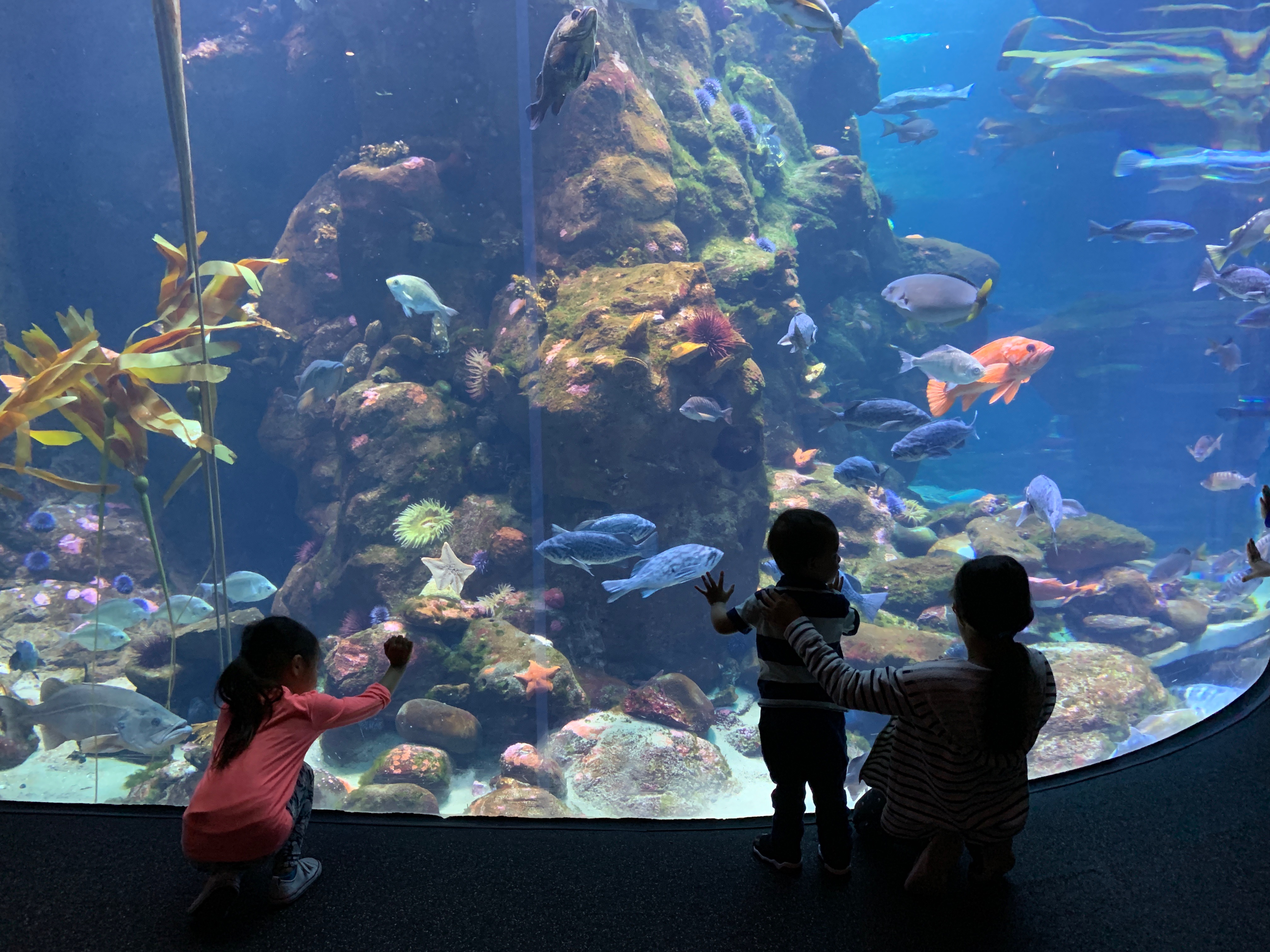 kids at the aquarium at the california academy of sciences