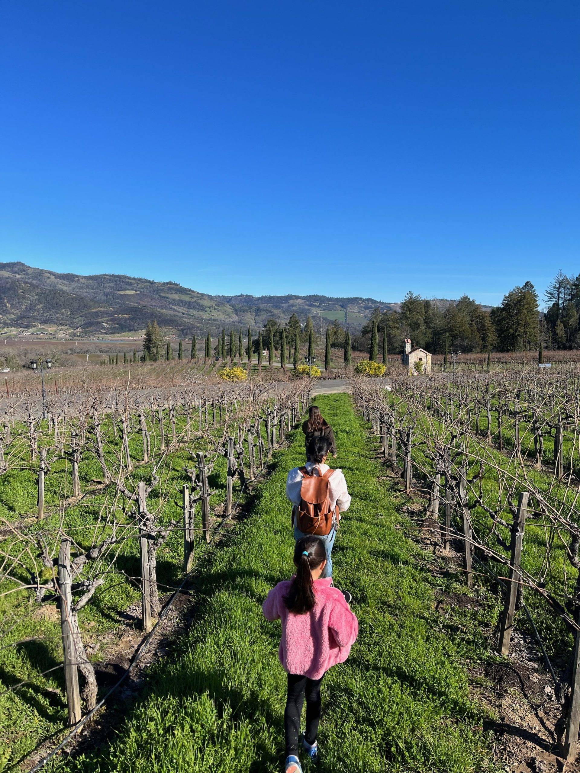 winter vinyards at Castello di amorosa