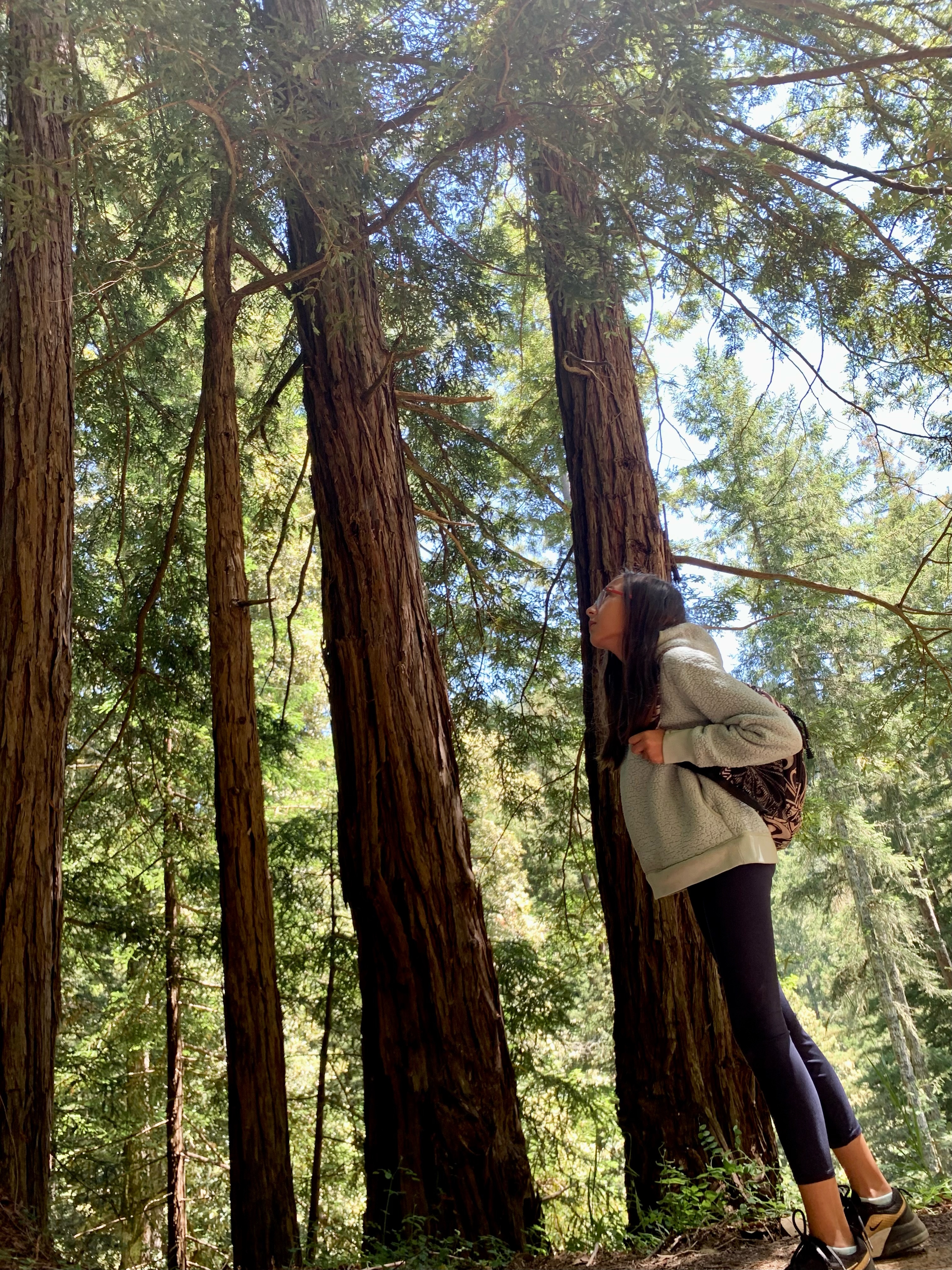 girl looking up at redwood trees
