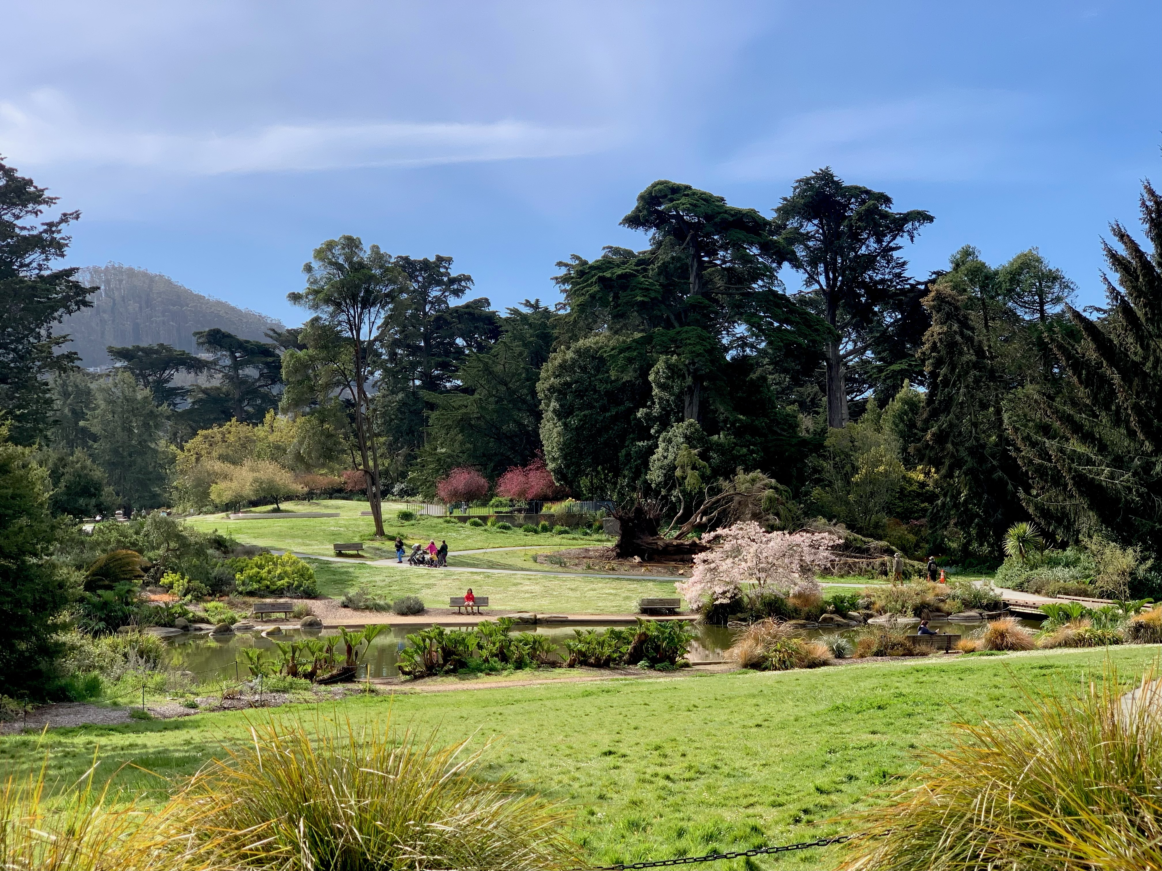 The waterfowl pond at the San Francisco Botanical Garden