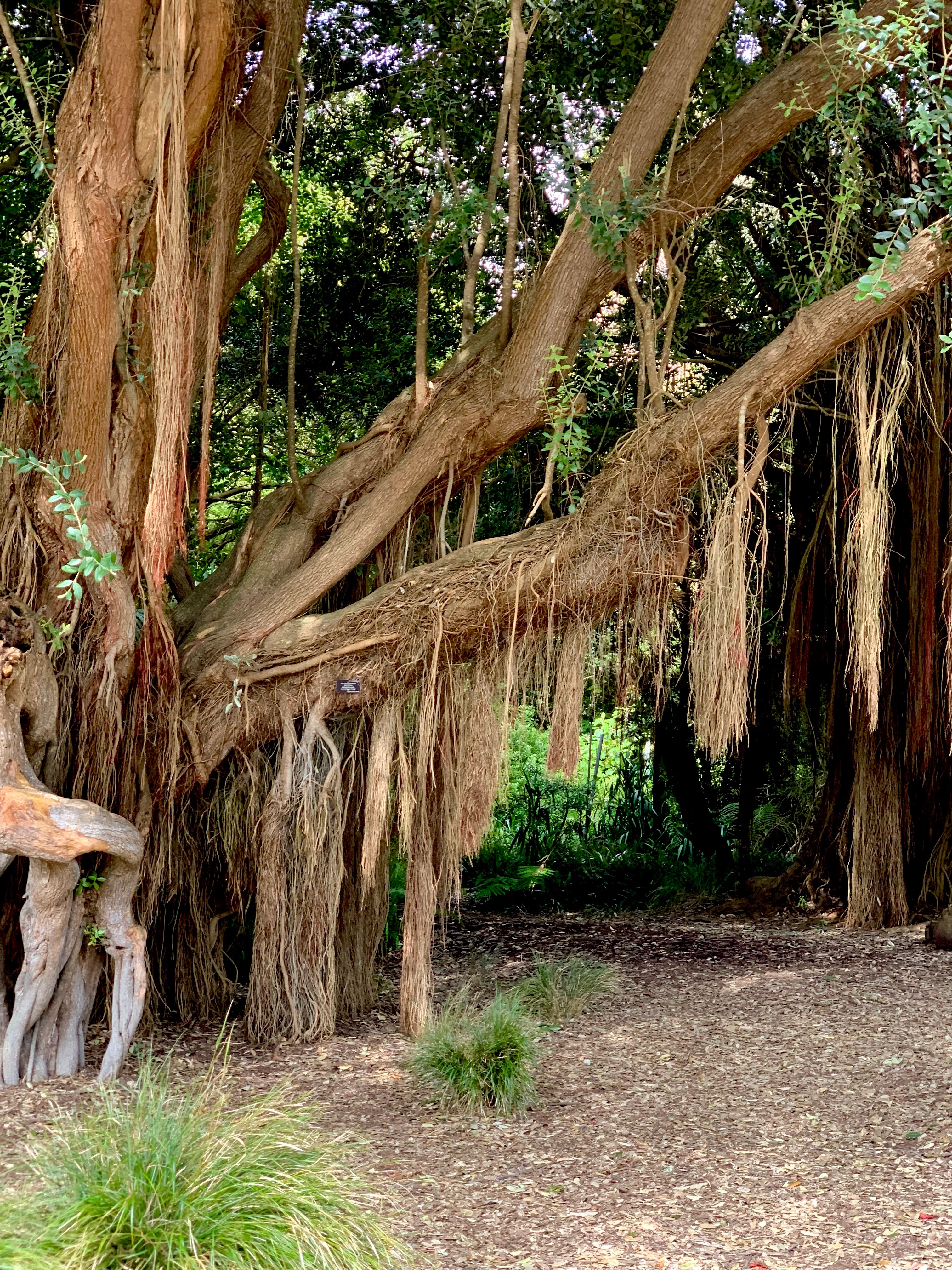 banyan trees at the san francisco botanical garden