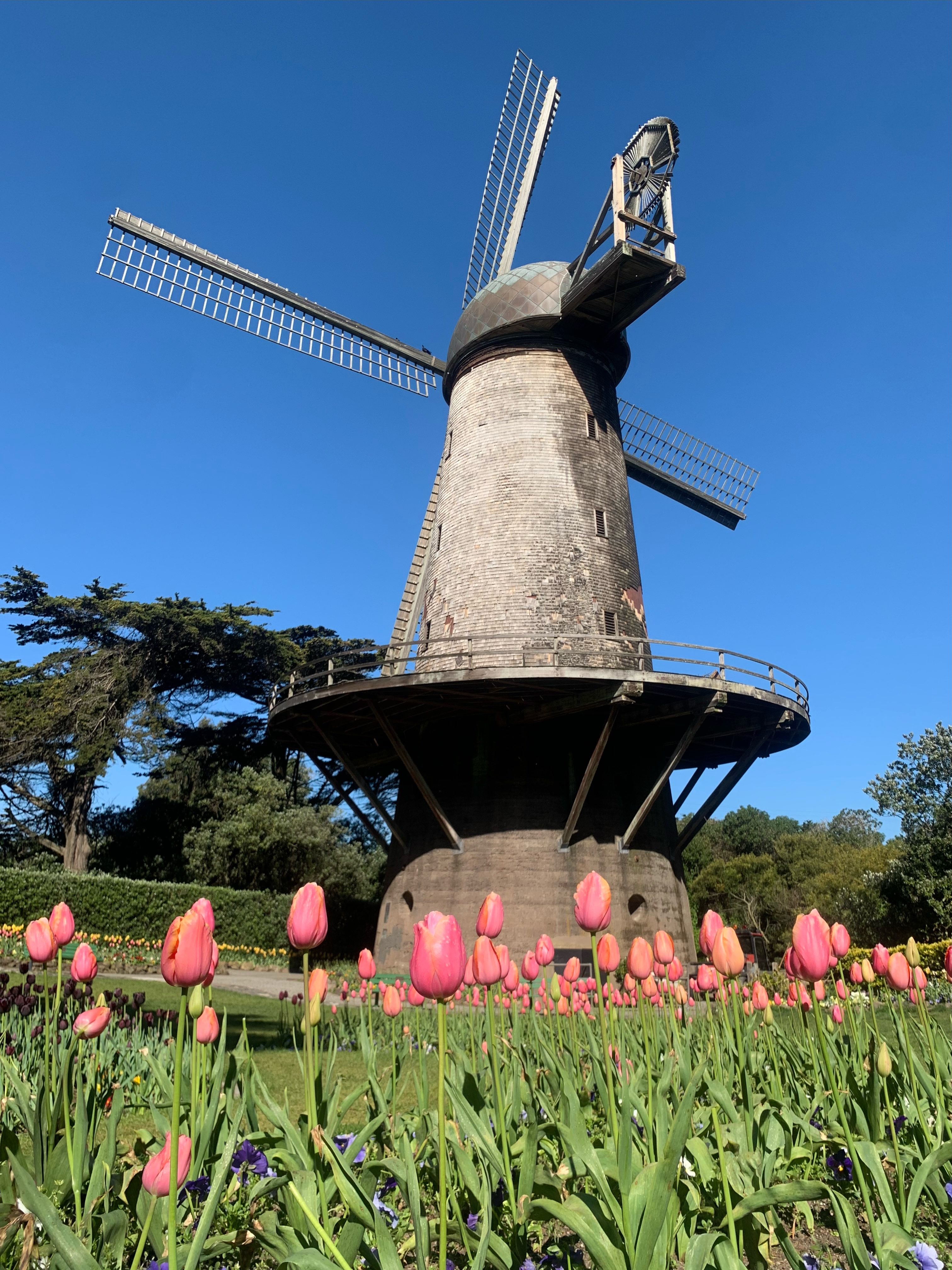 Tulips and windmill at Queen Wilhelmina Garden at San Francisco Golden Gate Park