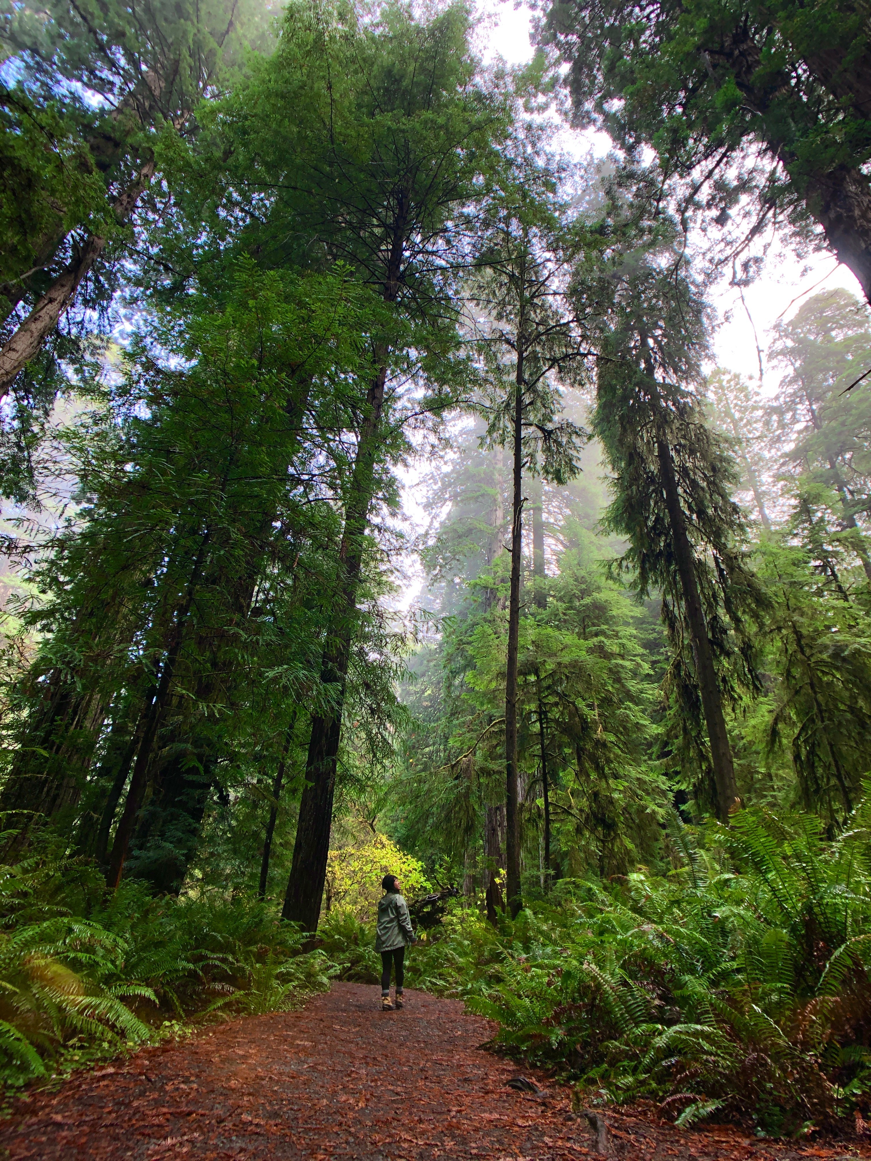 woman standing in the middle of a redwood forest in Humbolt County California