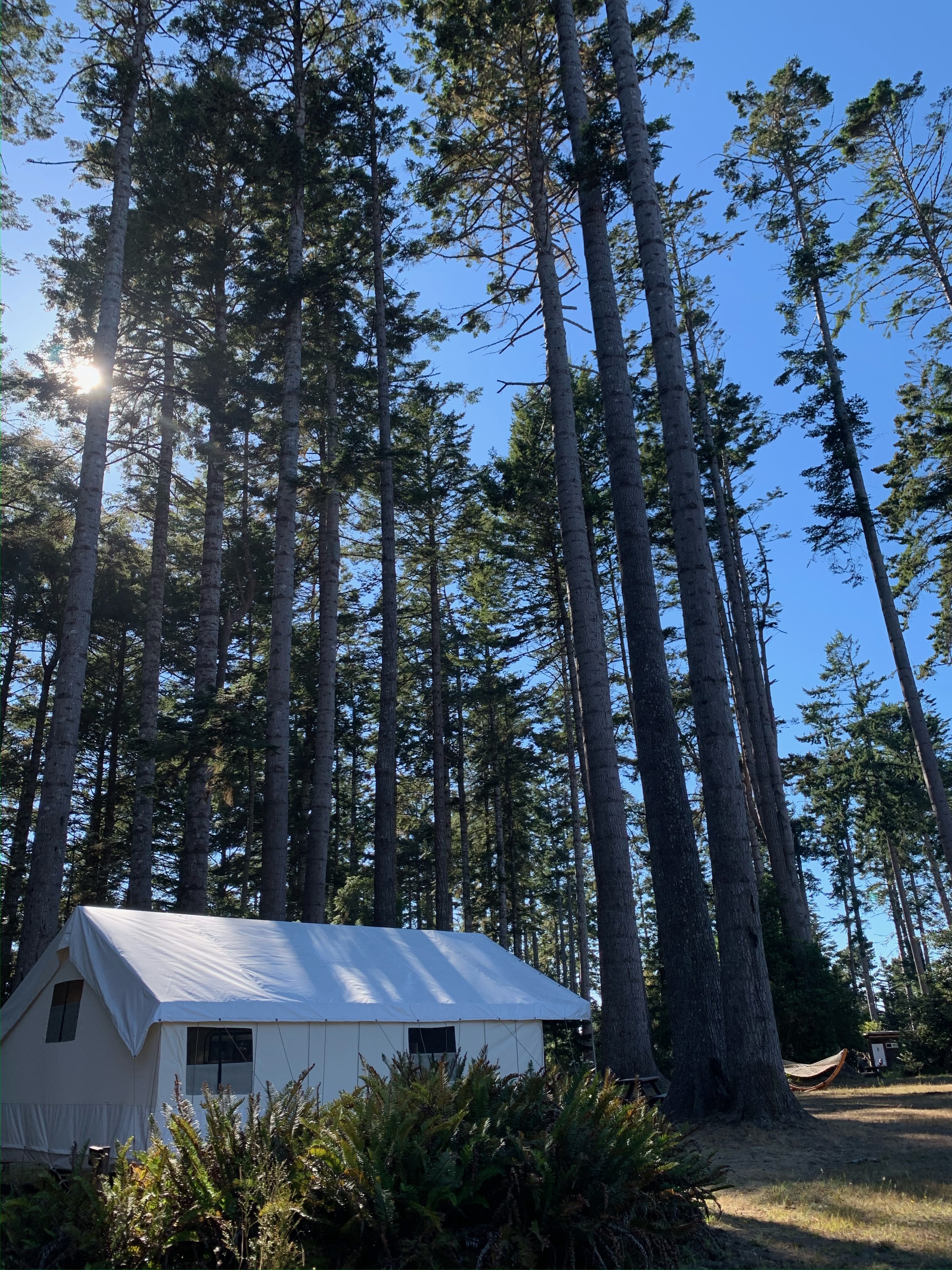 a single tent among trees at Mendocino grove, california